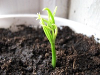 Pinus cembra shoot